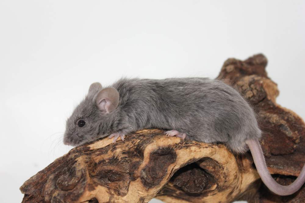 Fancy mouse Breeder Mus musculus 