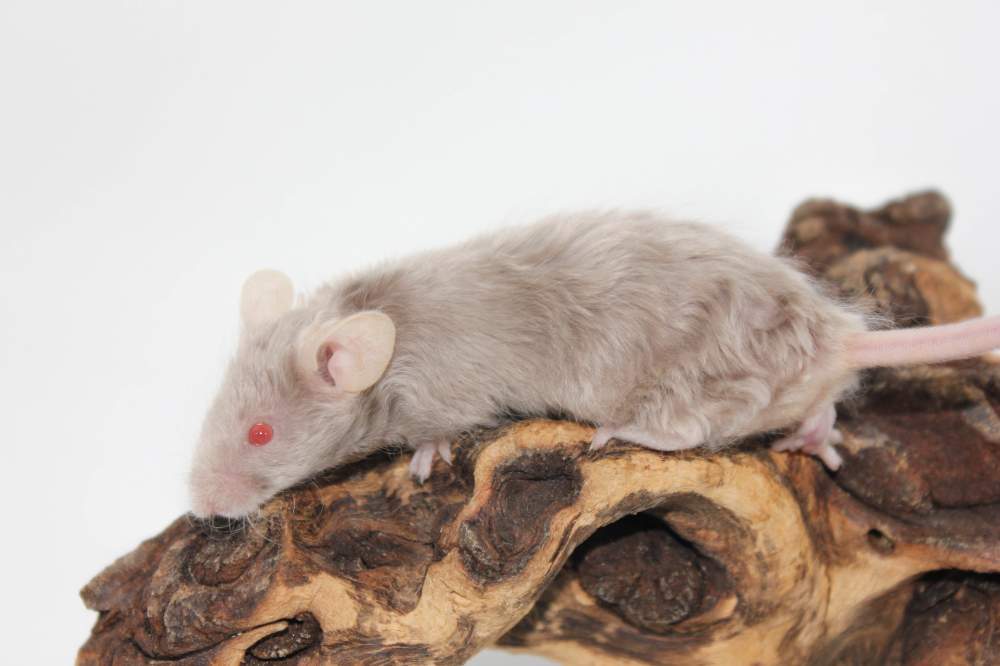 Fancy mouse Breeder Mus musculus 