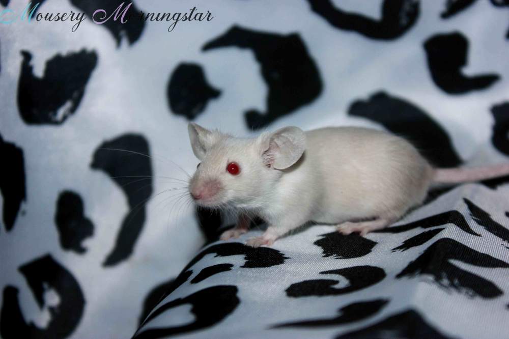 Fancy mouse Retired Mus musculus 