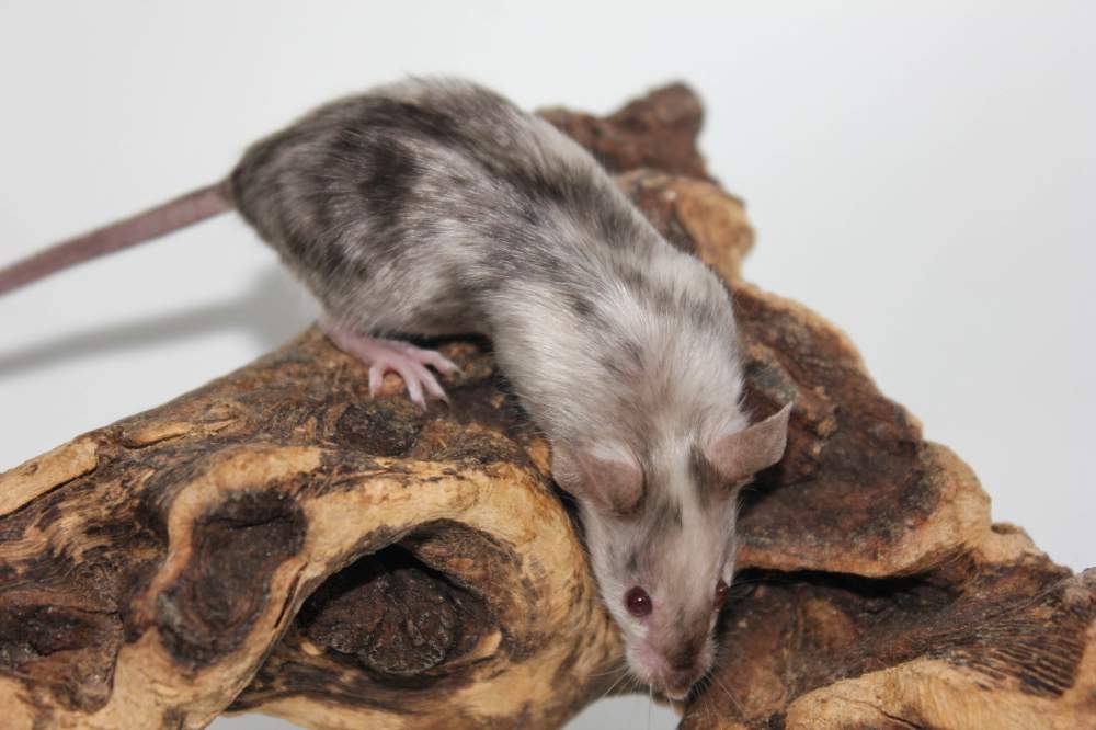 Fancy mouse Available for rehoming Mus musculus 