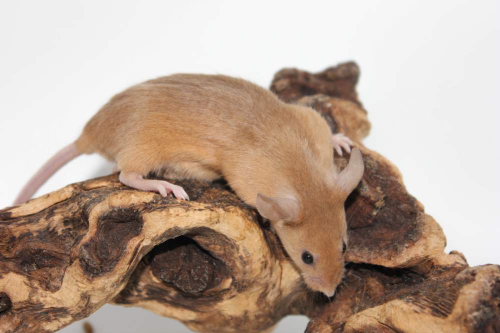 Fancy mouse Breeder Mus musculus 