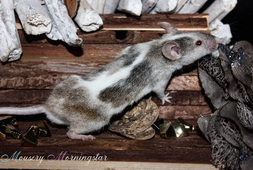 Fancy mouse Pet only Mus musculus 
