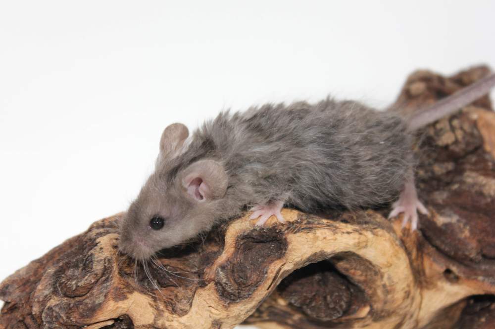 Fancy mouse Pet only Mus musculus 