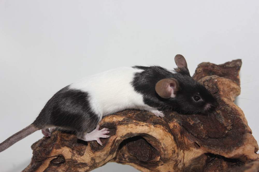 Fancy mouse Retired Mus musculus 