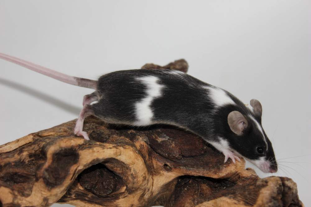 Fancy mouse Breeder Mus musculus 