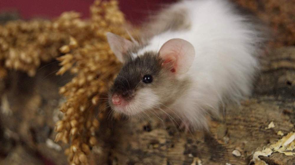 Fancy mouse Retired Mus musculus 