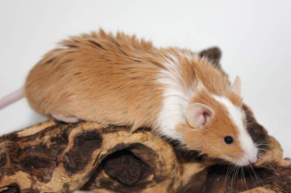 Fancy mouse Retired Mus musculus 
