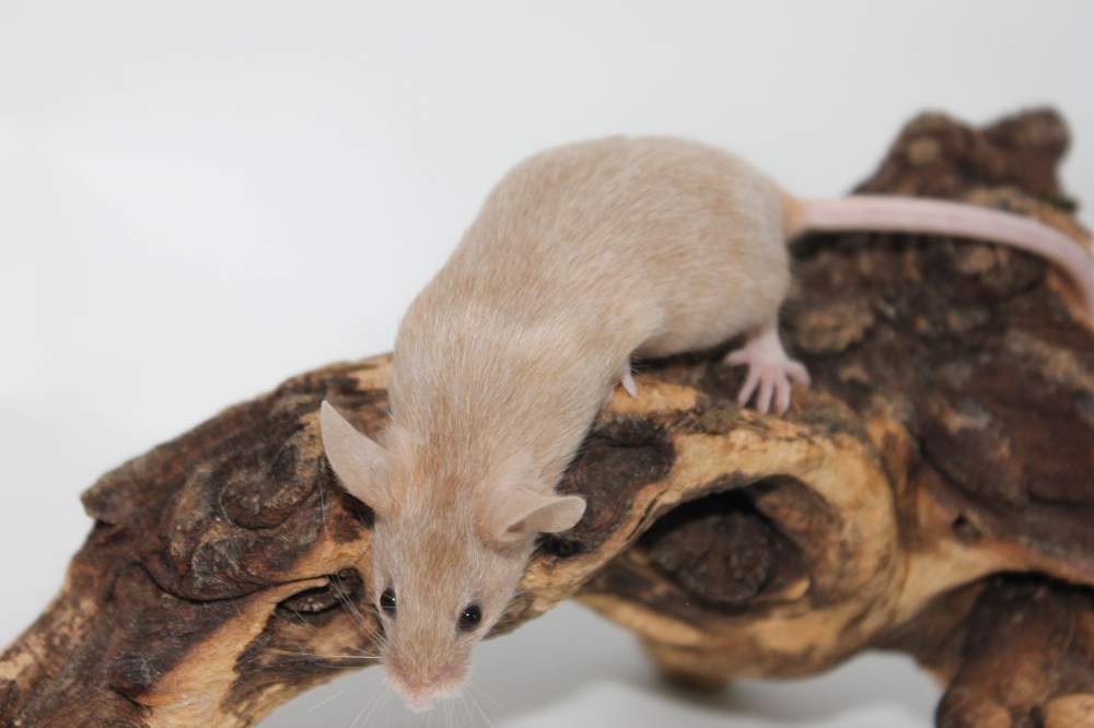 Fancy mouse Breeder Mus musculus 