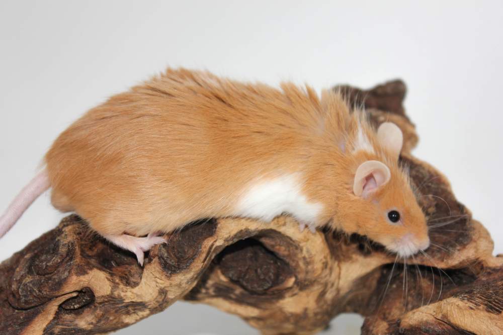 Fancy mouse Retired Mus musculus 