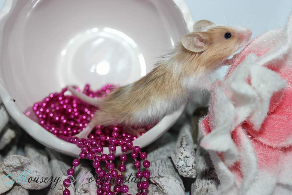 Fancy mouse Deceased Mus musculus 