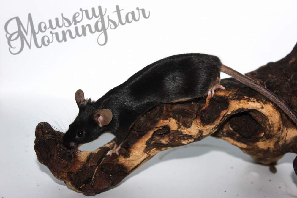 Fancy mouse Breeder Mus musculus 
