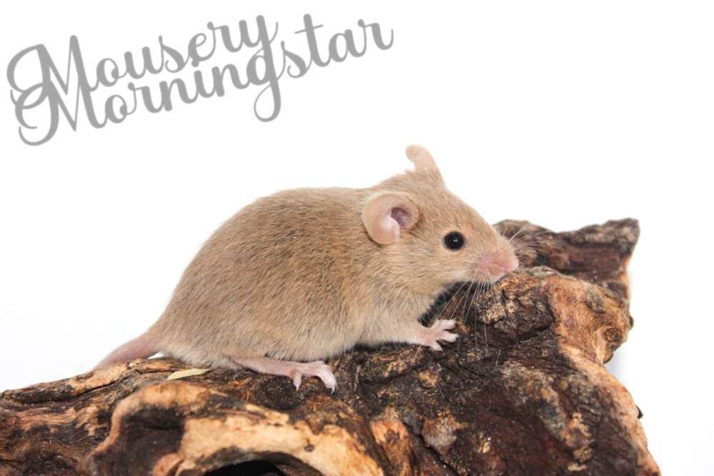 Fancy mouse Retired Mus musculus 