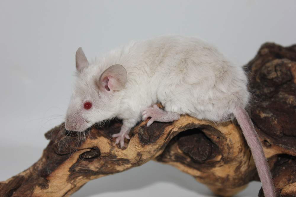 Fancy mouse Breeder Mus musculus 