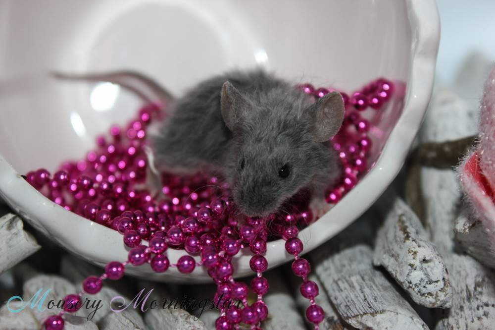 Fancy mouse Pet only Mus musculus 