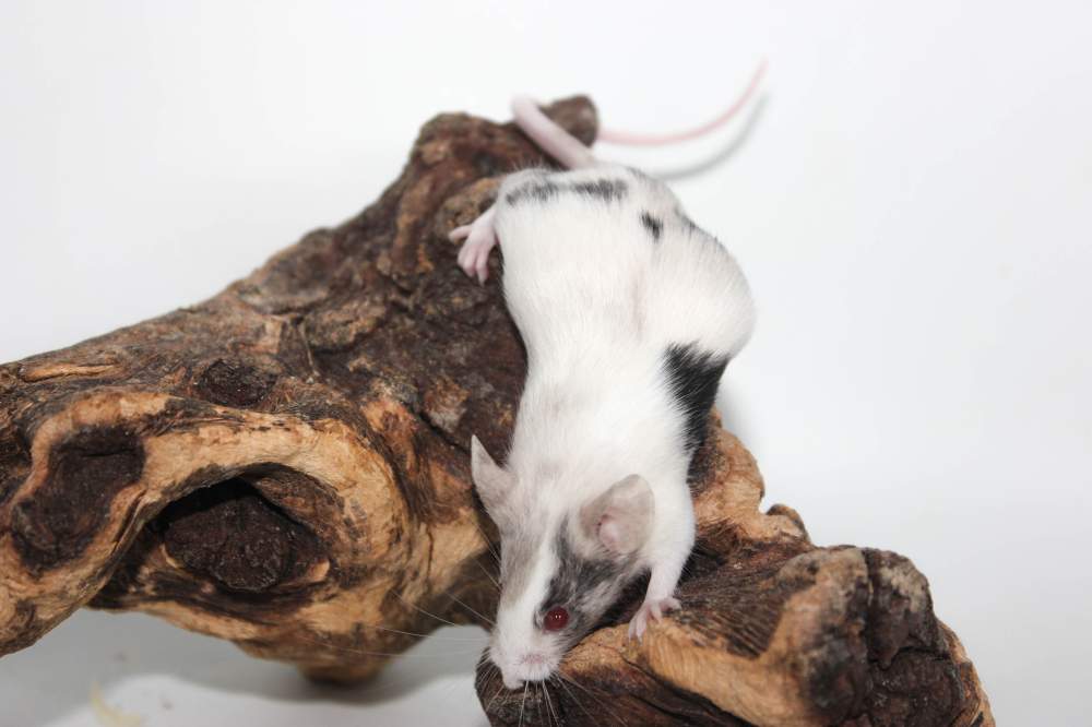 Fancy mouse Rehomed Mus musculus 