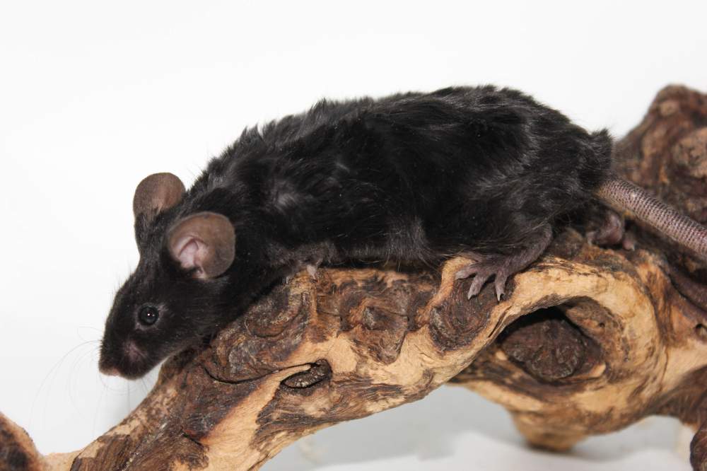 Fancy mouse Breeder Mus musculus 
