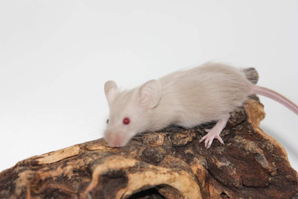 Fancy mouse Breeder Mus musculus 