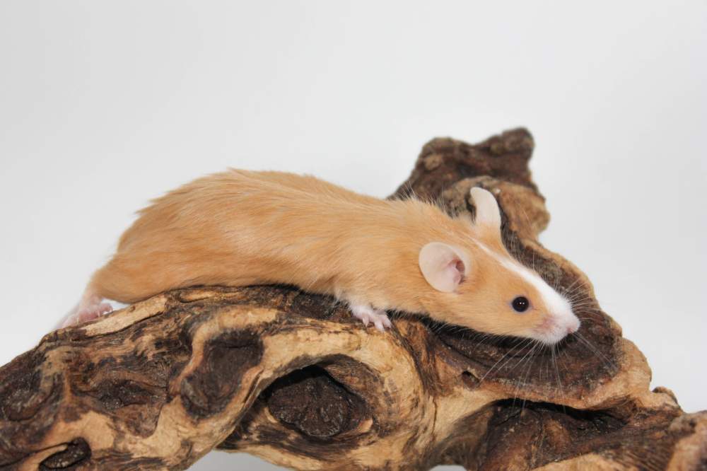 Fancy mouse Available for rehoming Mus musculus 