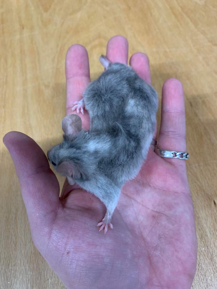 Fancy mouse Pet only Mus musculus 