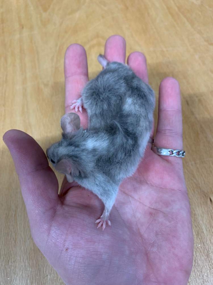 Fancy mouse Owned by other Mus musculus 