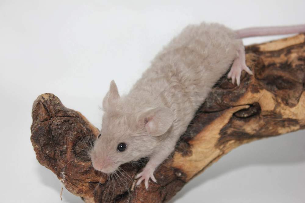 Fancy mouse Breeder Mus musculus 