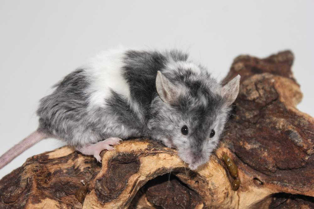 Fancy mouse Breeder Mus musculus 