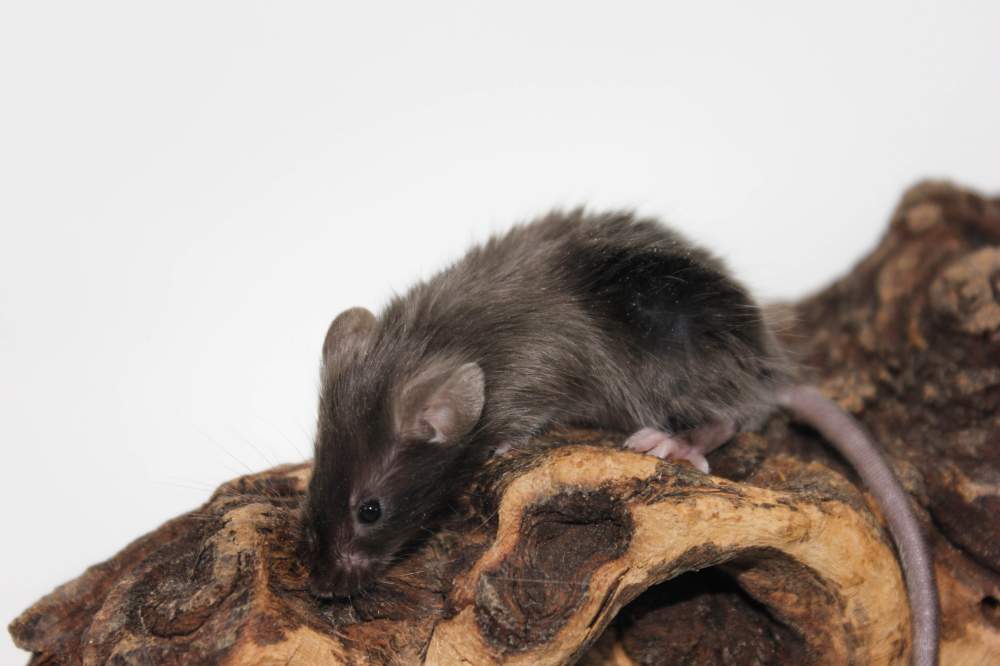 Fancy mouse Breeder Mus musculus 