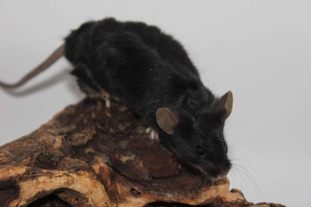 Fancy mouse Pet only Mus musculus 