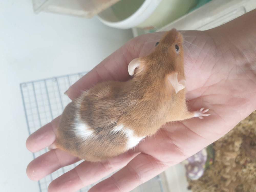 Fancy mouse Retired Mus musculus 