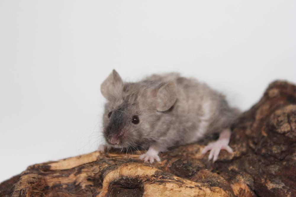 Fancy mouse Breeder Mus musculus 