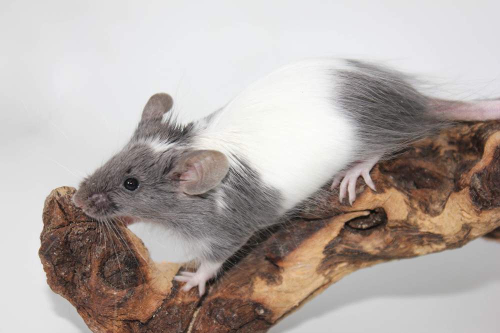 Fancy mouse Breeder Mus musculus 