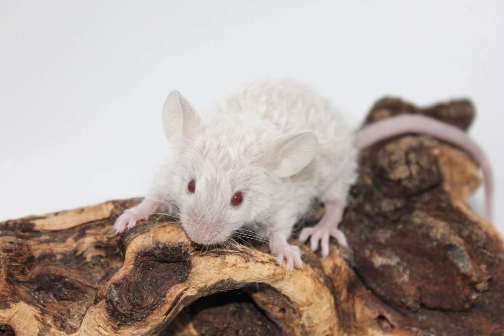 Fancy mouse Breeder Mus musculus 