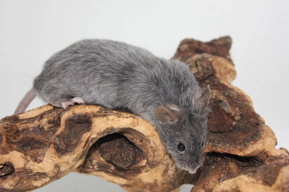 Fancy mouse Breeder Mus musculus 