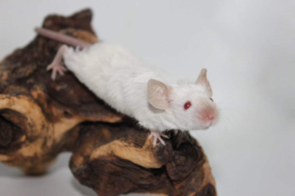 Fancy mouse Breeder Mus musculus 