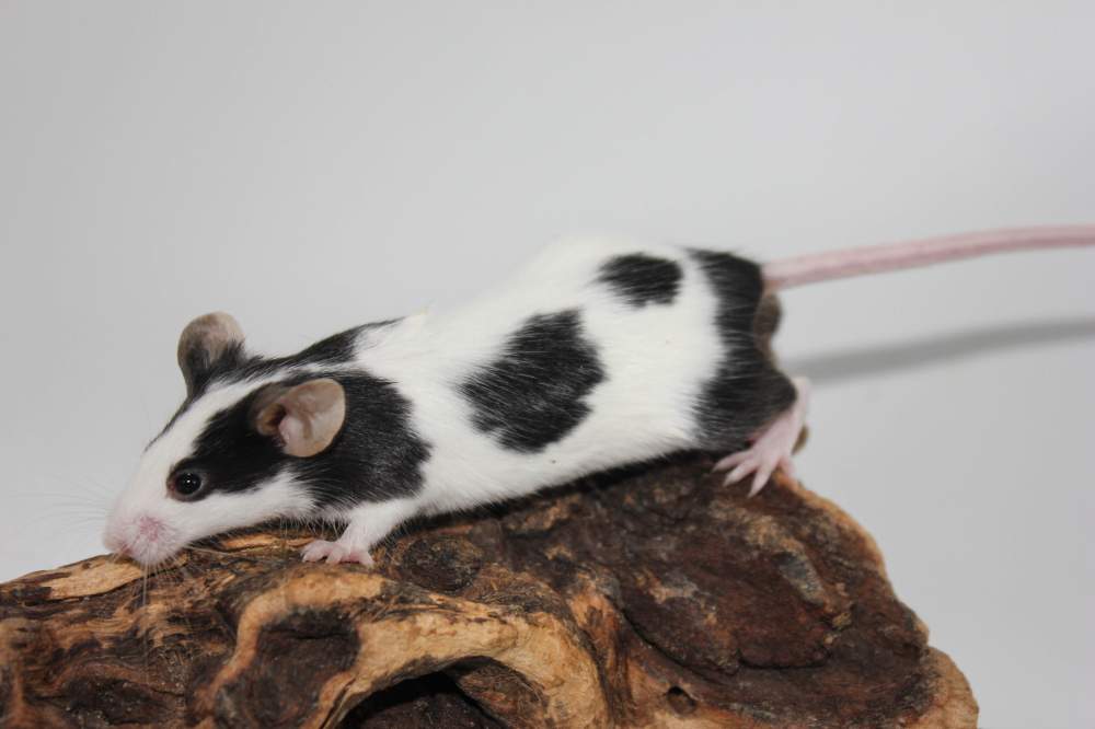 Fancy mouse Breeder Mus musculus 