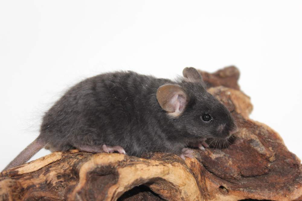 Fancy mouse Breeder Mus musculus 