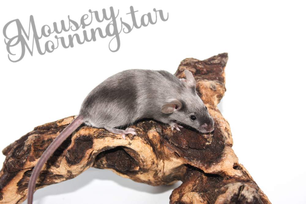 Fancy mouse Pet only Mus musculus 