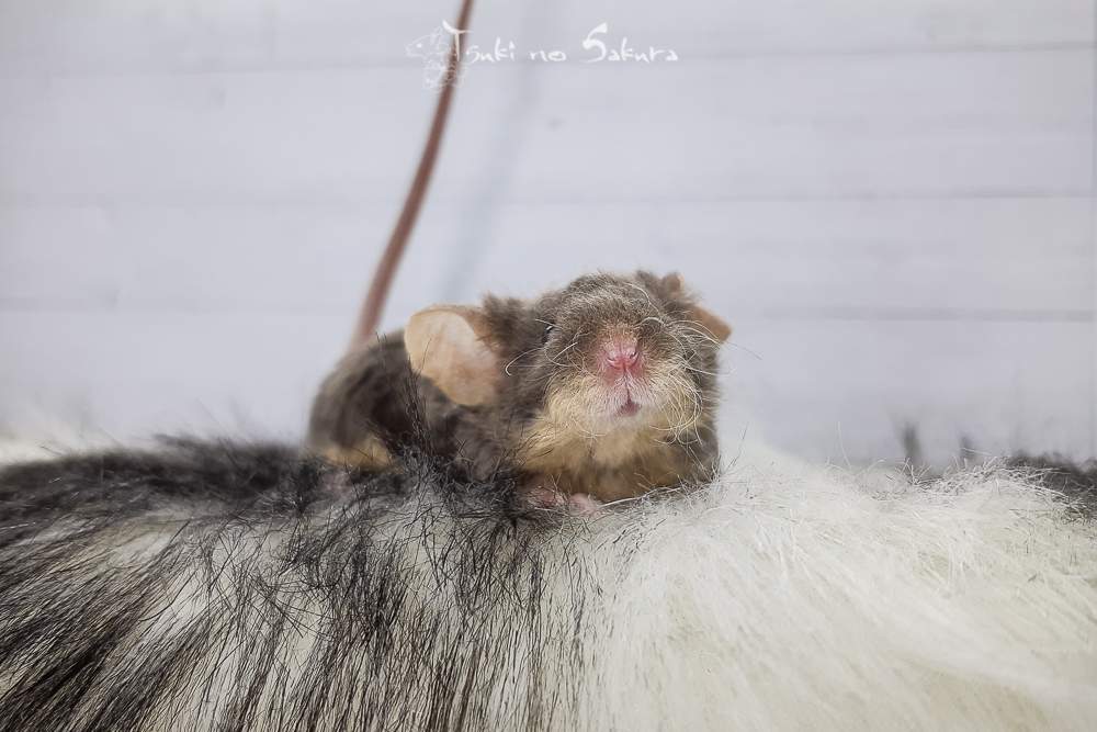 Fancy mouse Deceased Mus musculus 