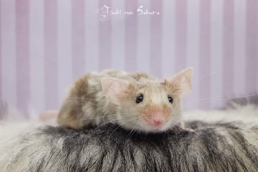Fancy mouse Pet only Mus musculus 