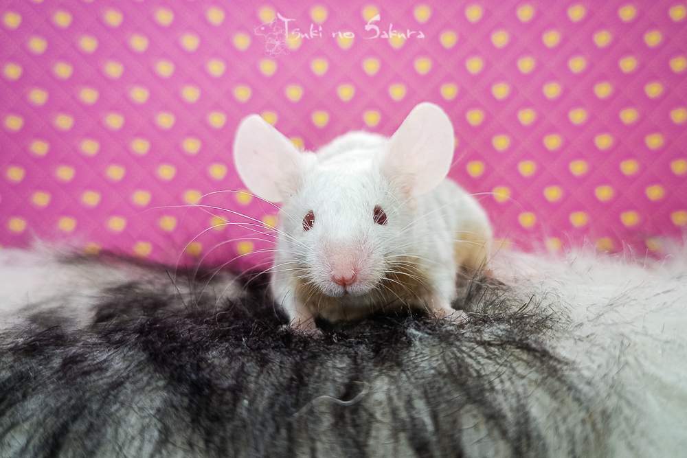 Fancy mouse Retired Mus musculus 