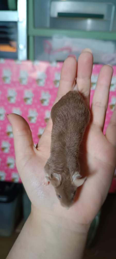 Fancy mouse Rehomed Mus musculus 