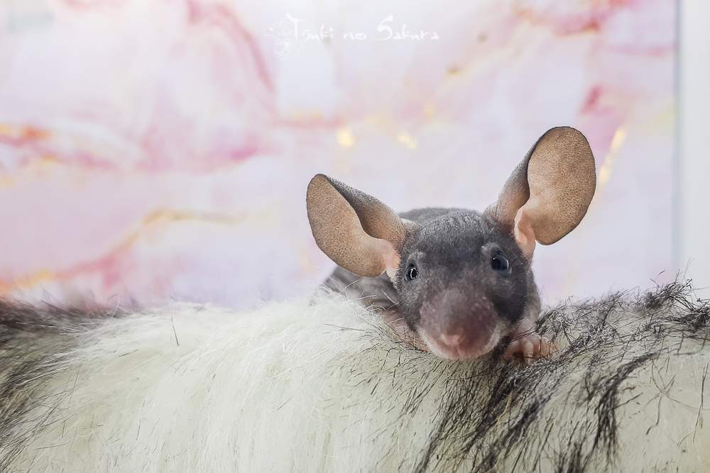Fancy mouse Breeder Mus musculus 