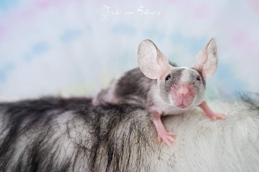 Fancy mouse Retired Mus musculus 