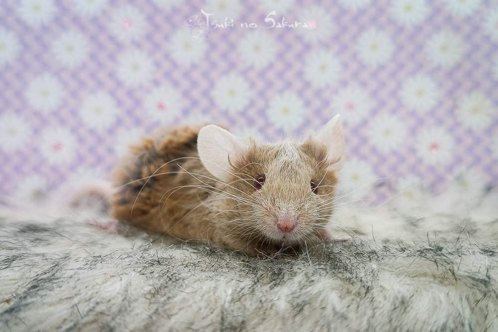 Fancy mouse Retired Mus musculus 