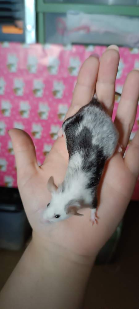 Fancy mouse Rehomed Mus musculus 