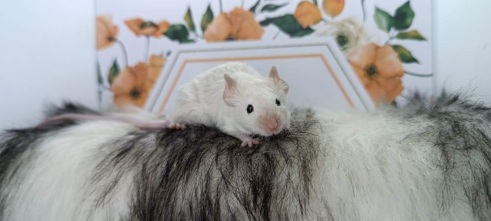 Fancy mouse Retired Mus musculus 