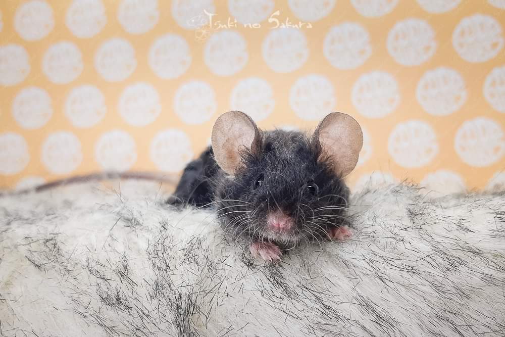 Fancy mouse Retired Mus musculus 