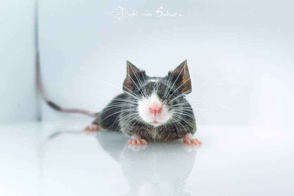Fancy mouse Retired Mus musculus 