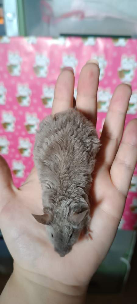 Fancy mouse Deceased Mus musculus 