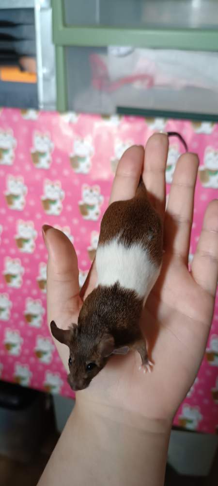 Fancy mouse Breeder Mus musculus 